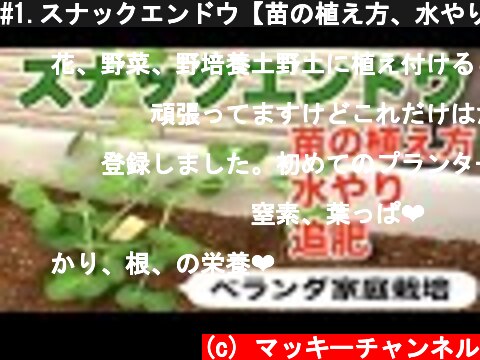 #1.スナックエンドウ【苗の植え方、水やり、追肥、支柱】  (c) マッキーチャンネル