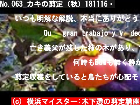 No.063_カキの剪定（秋）181116・  (c) 横浜マイスター:木下透の剪定講座