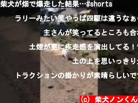 柴犬が畑で爆走した結果…#shorts  (c) 柴犬ノンくん