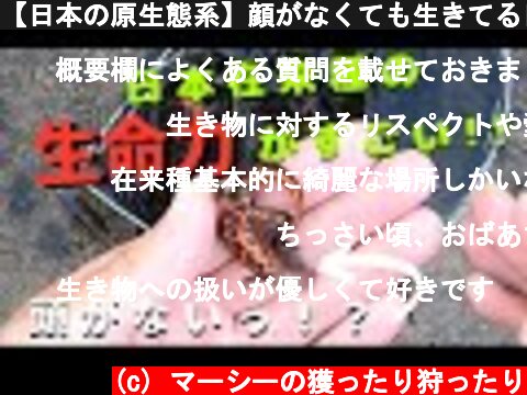 【日本の原生態系】顔がなくても生きてる日本在来種イモリがスゴすぎた【琵琶湖ガサガサ探検記14】  (c) マーシーの獲ったり狩ったり