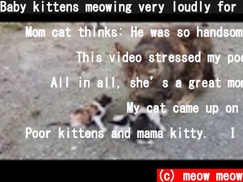 Baby kittens meowing very loudly for mom cat  (c) meow meow