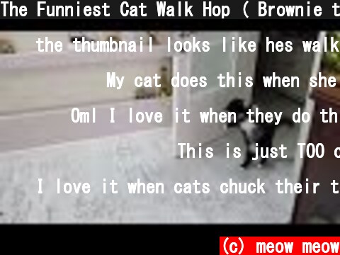 The Funniest Cat Walk Hop ( Brownie the cat )  (c) meow meow