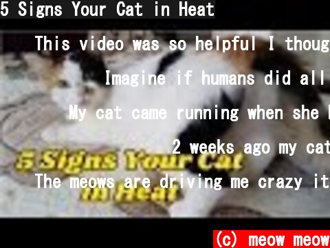 5 Signs Your Cat in Heat  (c) meow meow