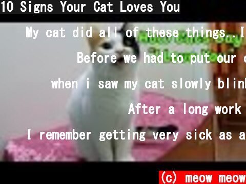 10 Signs Your Cat Loves You  (c) meow meow