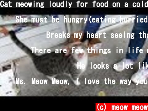 Cat meowing loudly for food on a cold winter day  (c) meow meow