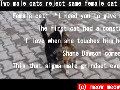 Two male cats reject same female cat in heat  ( Opposite World )  (c) meow meow