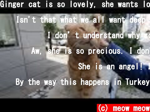 Ginger cat is so lovely, she wants love and food  (c) meow meow
