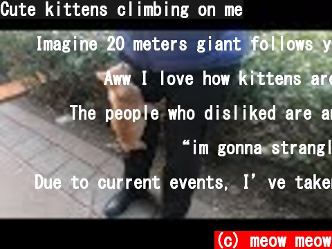 Cute kittens climbing on me  (c) meow meow