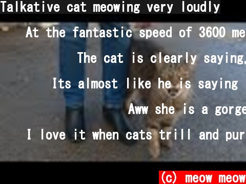 Talkative cat meowing very loudly  (c) meow meow