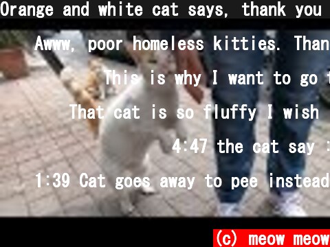 Orange and white cat says, thank you for food and love  (c) meow meow