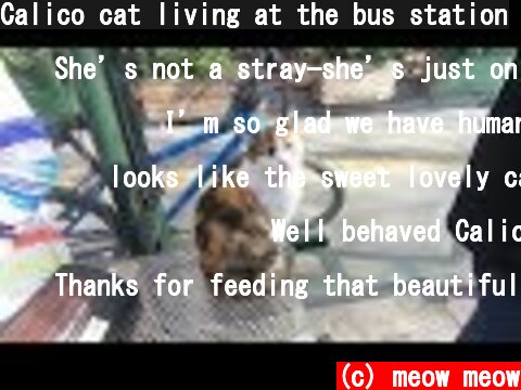 Calico cat living at the bus station  (c) meow meow