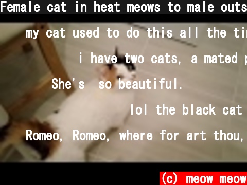 Female cat in heat meows to male outside  (c) meow meow