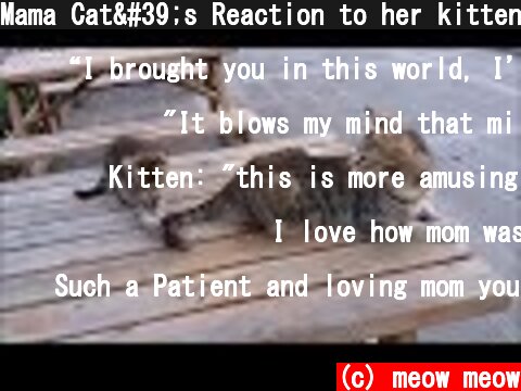 Mama Cat's Reaction to her kitten, When Kitten biting her tail  (c) meow meow