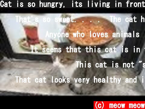 Cat is so hungry, its living in front of the cafe  (c) meow meow