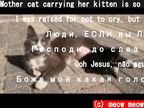 Mother cat carrying her kitten is so hungry  (c) meow meow