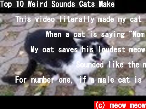 Top 10 Weird Sounds Cats Make  (c) meow meow