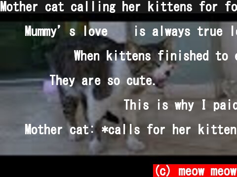 Mother cat calling her kittens for food  (c) meow meow