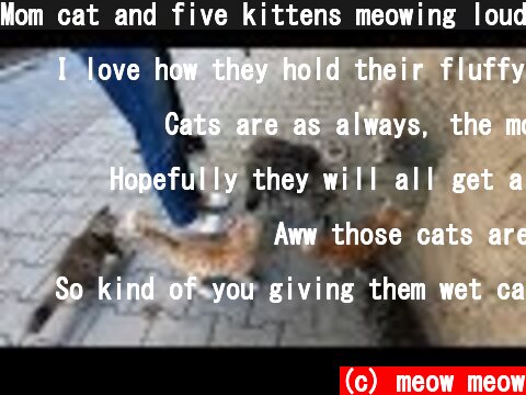 Mom cat and five kittens meowing loudly for food  (c) meow meow