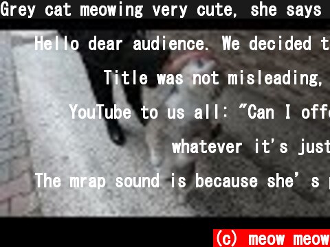 Grey cat meowing very cute, she says mrap mrap  (c) meow meow