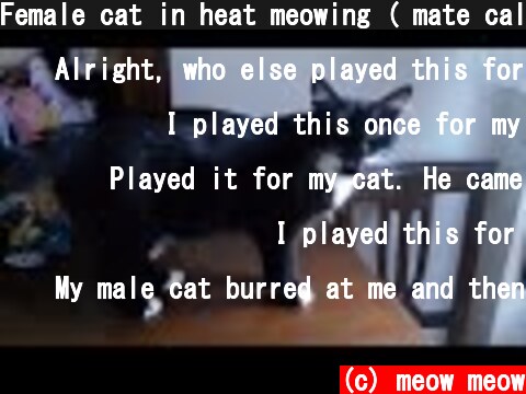 Female cat in heat meowing ( mate calling )  (c) meow meow