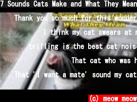 7 Sounds Cats Make and What They Mean  (c) meow meow