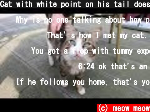 Cat with white point on his tail doesn't want to leave me  (c) meow meow