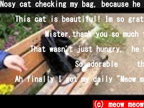 Nosy cat checking my bag, because he is so hungry  (c) meow meow