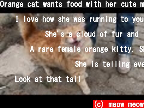 Orange cat wants food with her cute meow  (c) meow meow
