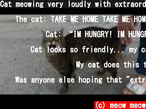 Cat meowing very loudly with extraordinary speed  (c) meow meow