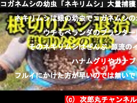コガネムシの幼虫「ネキリムシ」大量捕獲　駆除の方法  (c) 次郎丸チャンネル