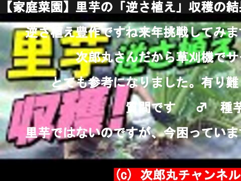 【家庭菜園】里芋の「逆さ植え」収穫の結果発表！  (c) 次郎丸チャンネル