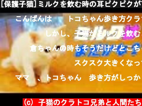 [保護子猫]ミルクを飲む時の耳ピクピクが可愛すぎる子猫と時々先住猫…♡（赤ちゃん猫）  (c) 子猫のクラトコ兄弟と人間たち