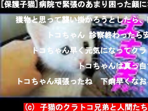 [保護子猫]病院で緊張のあまり困った顔になっちゃった子猫…♡（赤ちゃん猫）  (c) 子猫のクラトコ兄弟と人間たち