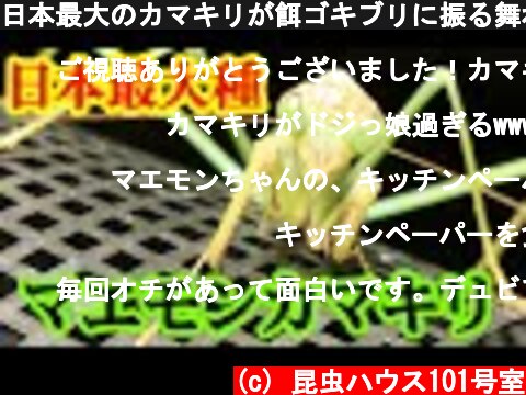 日本最大のカマキリが餌ゴキブリに振る舞わされる衝撃映像  (c) 昆虫ハウス101号室
