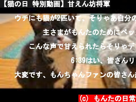 【猫の日 特別動画】甘えん坊将軍  (c) もんたの日常