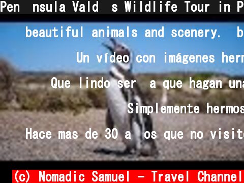 Pen�nsula Vald�s Wildlife Tour in Patagonia | Chubut, Argentina  (c) Nomadic Samuel - Travel Channel