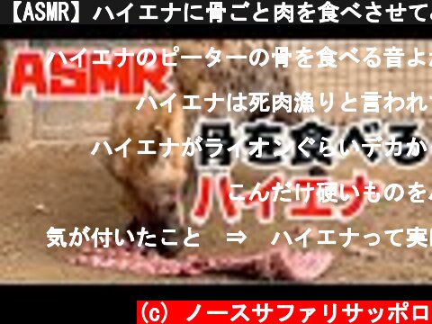 【ASMR】ハイエナに骨ごと肉を食べさせてみた　Hyenas eats bones【Sound Eating】  (c) ノースサファリサッポロ