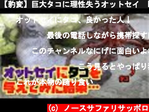 【豹変】巨大タコに理性失うオットセイ  Fur seal meets up with octopus  (c) ノースサファリサッポロ