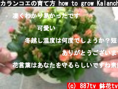 カランコエの育て方 how to grow Kalanchoe  (c) 887tv 鉢花tv