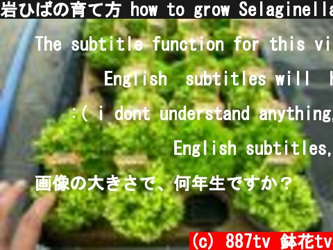 岩ひばの育て方 how to grow Selaginella tamariscina  (c) 887tv 鉢花tv