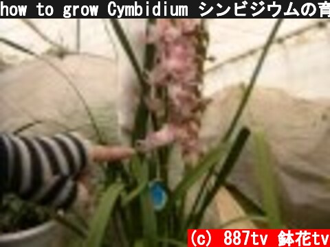 how to grow Cymbidium シンビジウムの育て方  (c) 887tv 鉢花tv