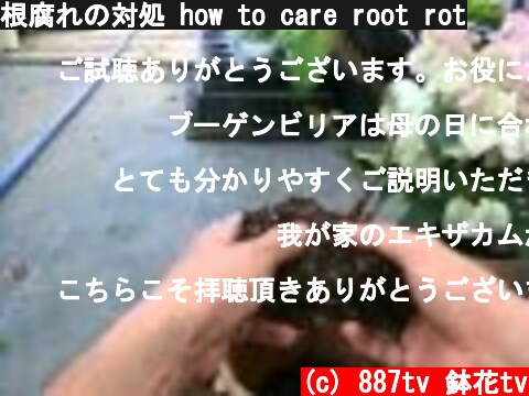 根腐れの対処 how to care root rot  (c) 887tv 鉢花tv