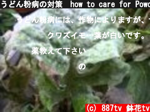 うどん粉病の対策　how to care for Powdery mildew  (c) 887tv 鉢花tv