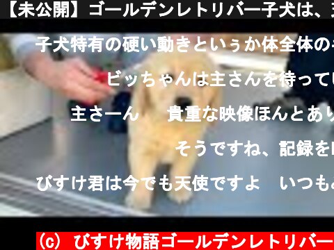 【未公開】ゴールデンレトリバー子犬は、天使の生まれ変わりなんだと思います  (c) びすけ物語ゴールデンレトリバー