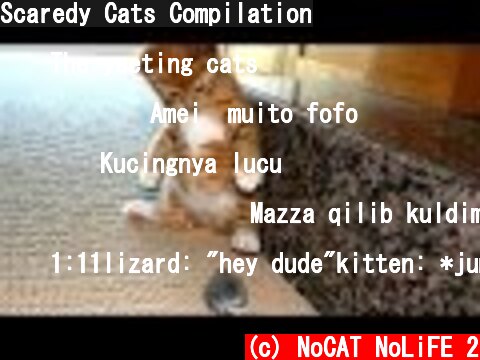 (c) NoCAT NoLiFE 2 Scaredy Cats Compilation Scaredy Cats Compilation (c) NoCAT NoLiFE 2