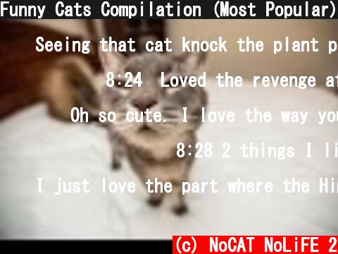 (c) NoCAT NoLiFE 2 Funny Cats Compilation (Most Popular) Part 1 Funny Cats Compilation (Most Popular) Part 1 (c) NoCAT NoLiFE 2