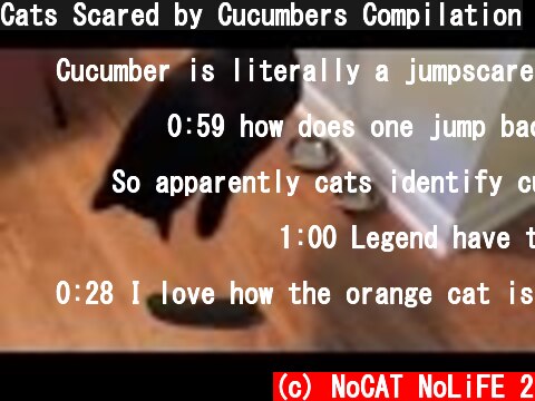 (c) NoCAT NoLiFE 2 Cats Scared by Cucumbers Compilation Cats Scared by Cucumbers Compilation (c) NoCAT NoLiFE 2