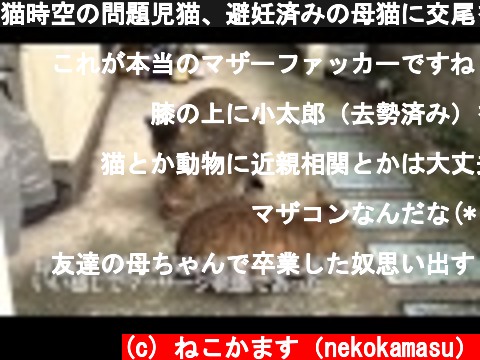 猫時空の問題児猫、避妊済みの母猫に交尾を仕掛ける  (c) ねこかます（nekokamasu）