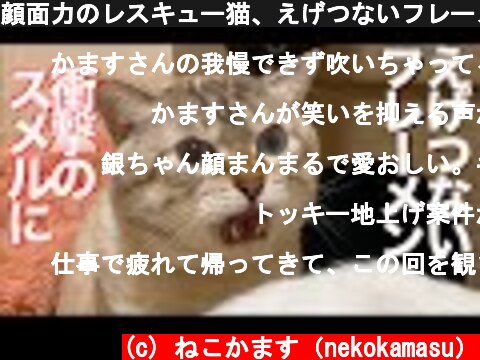 顔面力のレスキュー猫、えげつないフレーメン反応を見せる The rescued cat's stinky face  (c) ねこかます（nekokamasu）
