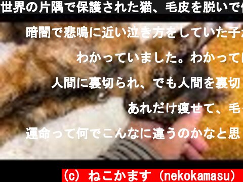 世界の片隅で保護された猫、毛皮を脱いで休息のとき　rest In peace, the rescued old cat 'Suzu'  (c) ねこかます（nekokamasu）